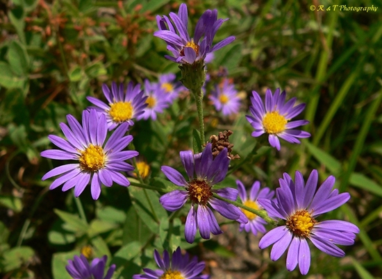 {Symphyotrichum patens}